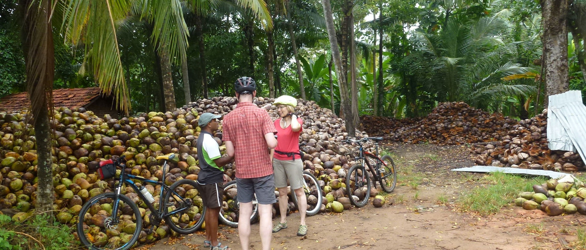 während der Radreise in Sri Lanka gibt es kurzen Unterricht über Kokosnüsse