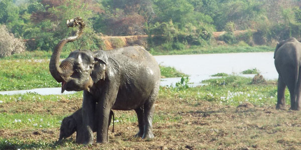 Wandereise-sri-lanka