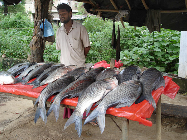 salzige meeresluft beim radfahren in Sri Lanka