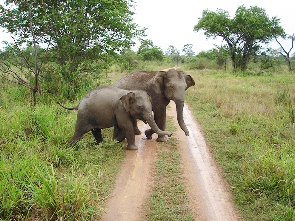 Fahrradtouren in Sri Lanka