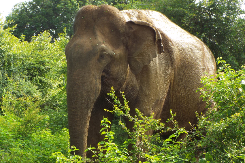 Wandern und Radfahren in srilanka