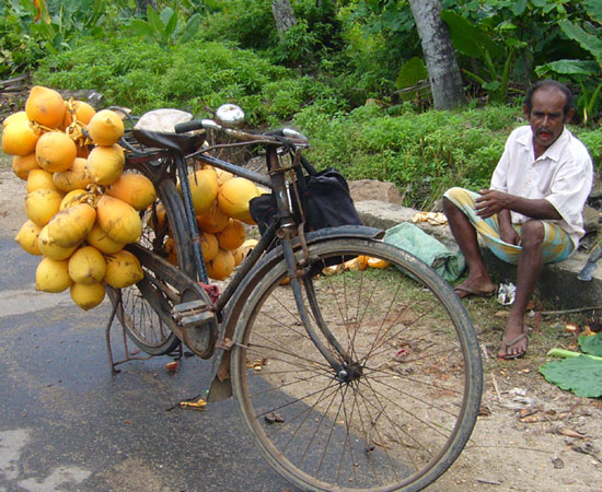 King Coconut trink man beim wandern in Sri Lanka .jpg