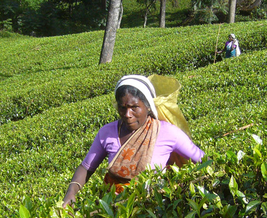 Wanderungen-sri-lanka.jpg