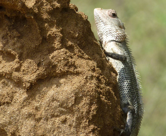 Wander-tour-sri-lanka.jpg